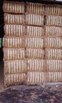 Coconut fiber