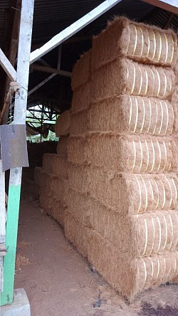 Coconut fiber